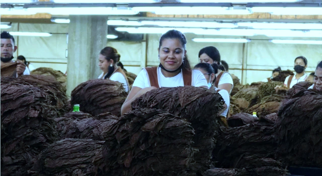 Tobacco pilón stacks during fermentation